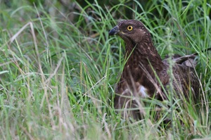 Wespenbussard