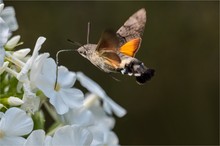 Taubenschwänzchen - Macroglossum stellatarum