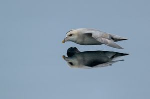 Eisstumvogel, Isfjord