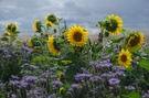 Sonnenblumen (vor dem Gewitter)