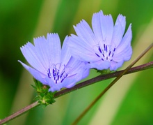 Gemeine Wegwarte (Cichorium inytbus)