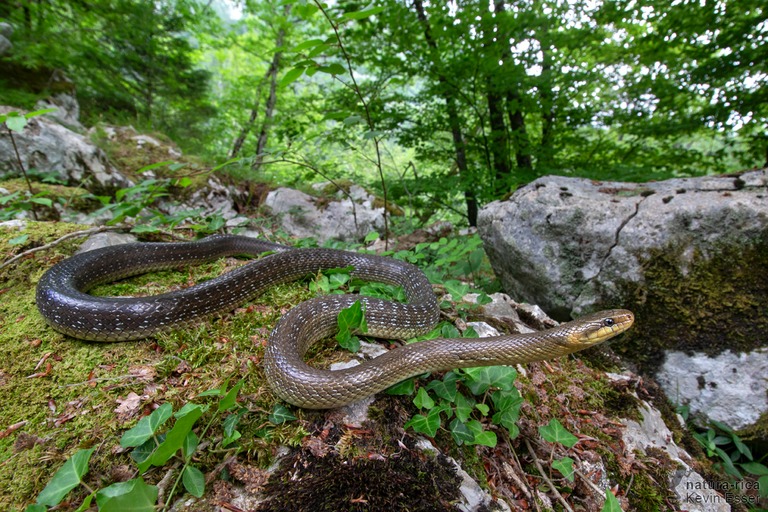 Äskulapnatter in ihrem Lebensraum