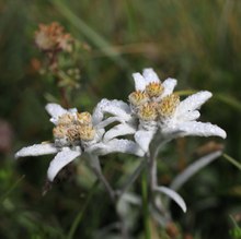 Alpen-Edelweiss II