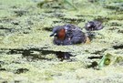 Zwergtaucher mit Jungen