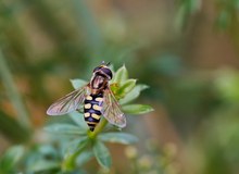 Gemeine Feldschwebfliege