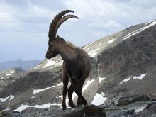 Steinbock auf 3200m