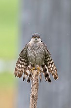 Sparber beim Ansitz