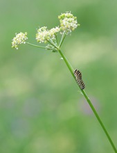 Eine kleine Raupe