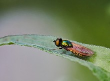 Goldgrüne Waffenfliege