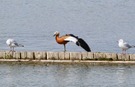 Rostgans (Tadorna ferruginea)