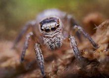 Springspinne ( evarcha sp.)