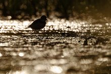 Flussregenpfeifer im Morgenlicht