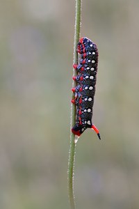 Wolfsmilch Schwärmer