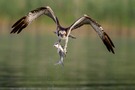 Fischadler / Osprey