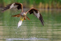 Rotmilan / red kite