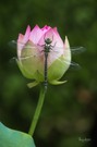 Pretty auf Pink