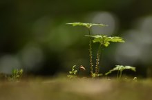 Ein Wäldchen im Walde