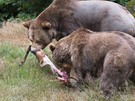 Bären beim Fressen