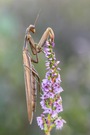 Mantis religiosa