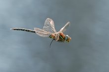 Torf-Mosaikjungfer ( aeshna juncea ), m.