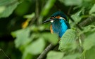 Eisvogel im Habitat.