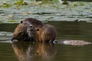 Nutria mit Nachwuchs