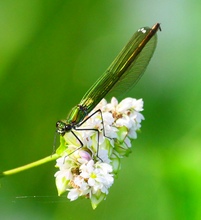 Gebänderte Prachtlibelle (Calopteryx splendens) ♀️