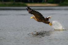 Erfolgreicher Seeadler