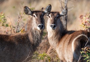 Wasserbock-Damen