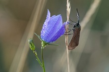 Glockenblume mit Widderchen