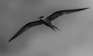 Flussseeschwalbe / Common Tern