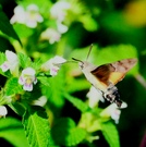 Taubenschwänzchen (Macroglossum stellatarum)