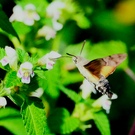 Taubenschwänzchen (Macroglossum stellatarum)