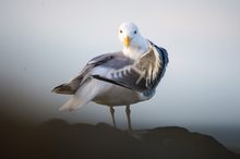 Möwe auf Felsen