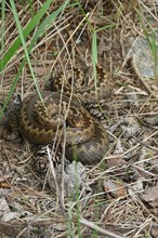 Vipera berus
