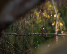 Eisvogel