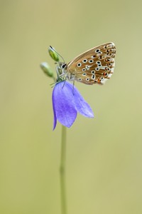 Silbergrüner Bläuling