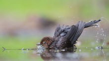 Badezeit nach dem Regen