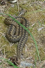 Viper