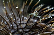 Minikrabbenspinne im Distelwald