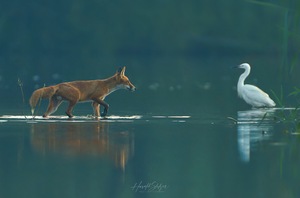 Wer hat Angst vorm schlauen Fuchs?