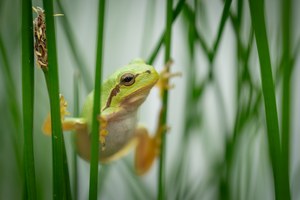 Junger Wetterfrosch