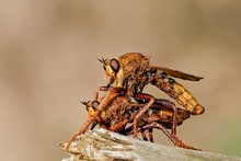 Hornissen-Raubfliege (cabroniformis linnaeus )