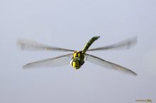 Blaugrüne Mosaikjungfer (Aeshna cyanea) im Flug