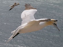 Basstölpel über der Nordsee