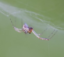 Herbstspinne - frontal