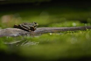 Sonnenfrosch