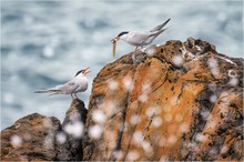 Flussseeschwalben (Common tern)