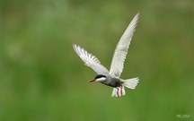 Weißbartseeschwalbe