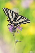 Südlicher Schwalbenschwanz - Papilio alexanor